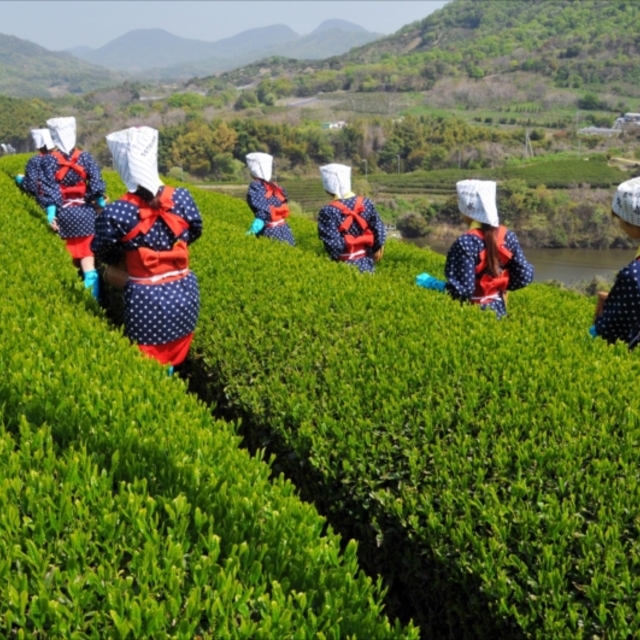 茶畑